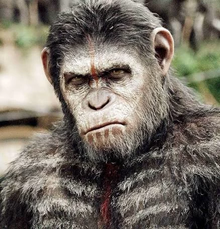Caesar V.4 (Chimpanzee?)🙊 [@any_ony] thumbnail