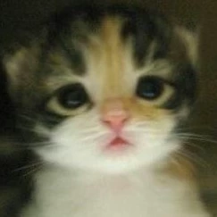 子猫 あさきなの ˙˚ʚ(´◡`)ɞ˚˙