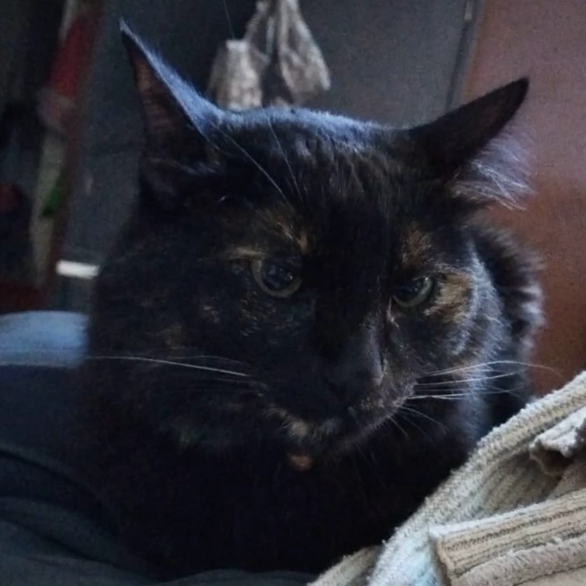 Choko