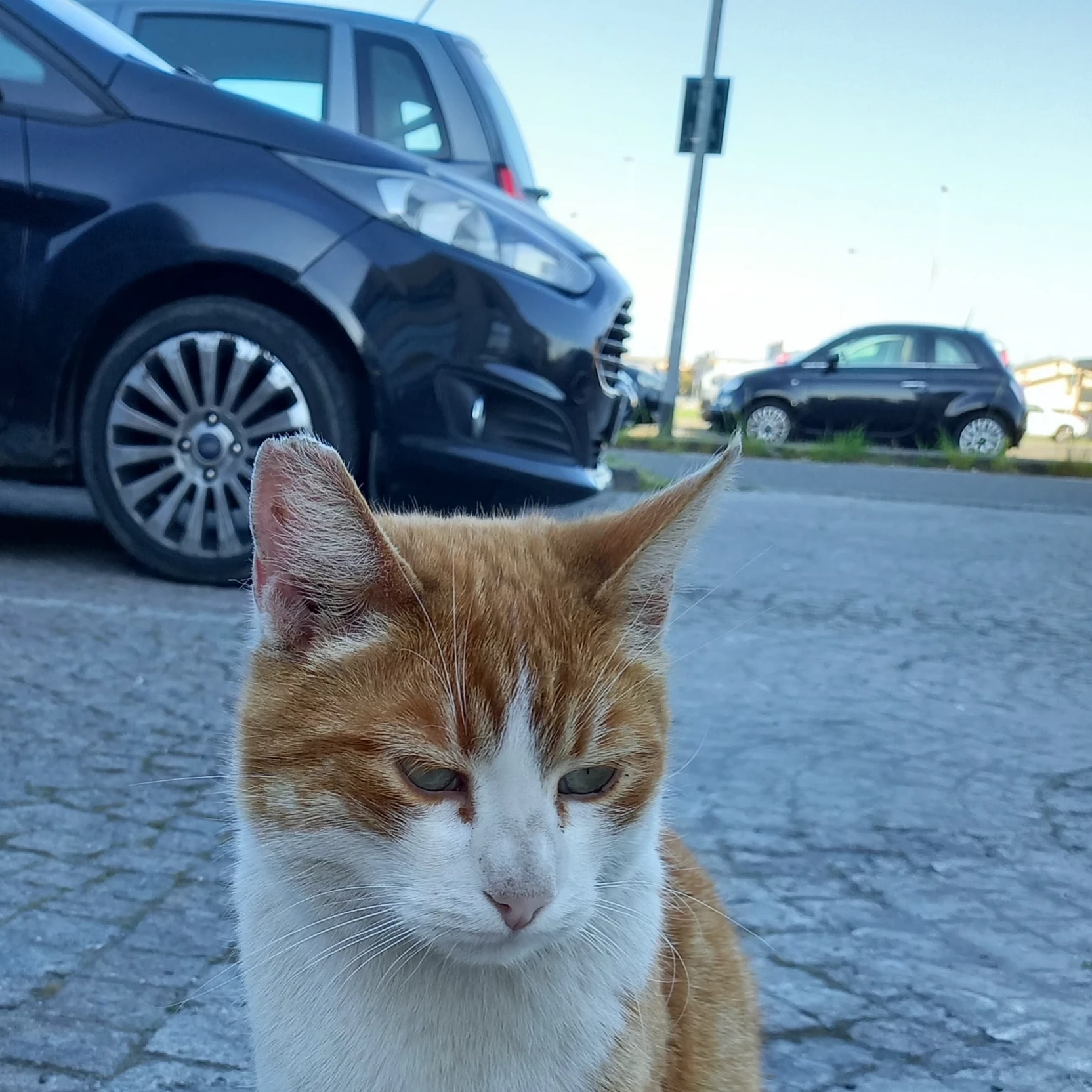 Seb