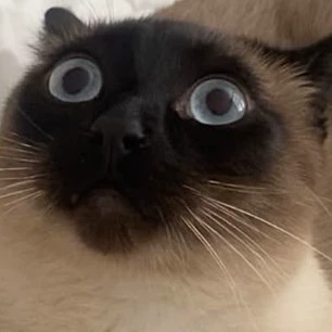 La gata siamesa mini