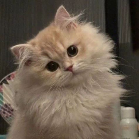 Ashley