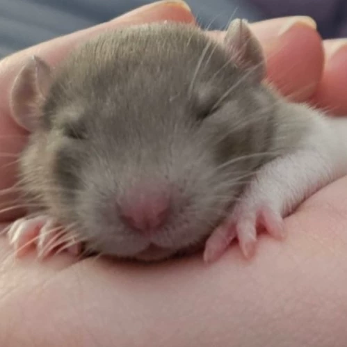 Nova