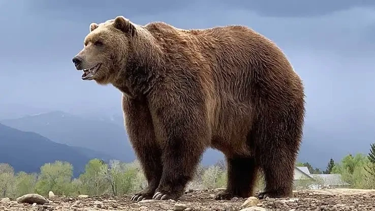 Slimy Bear thumbnail