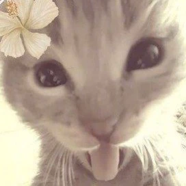 Катя
