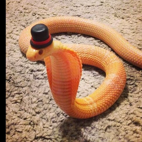 Cobra