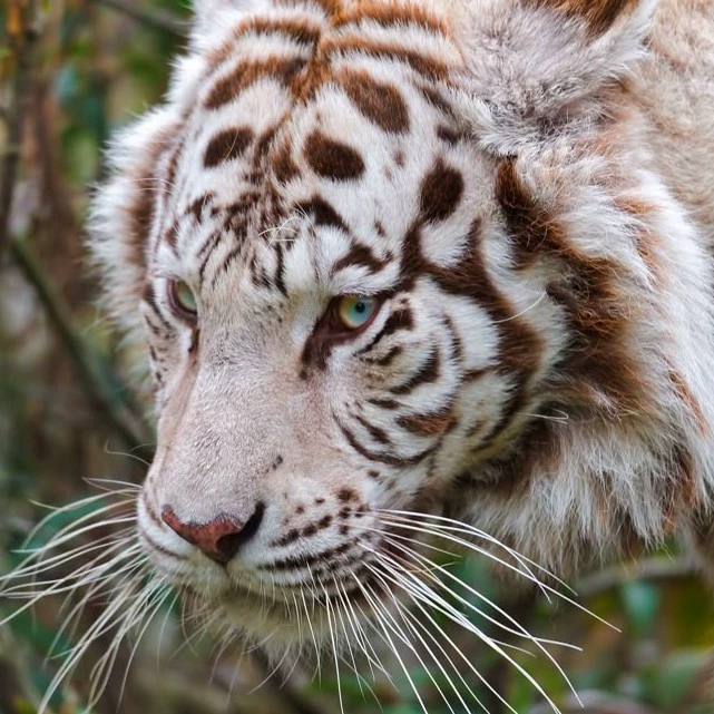 Tiger.Virus