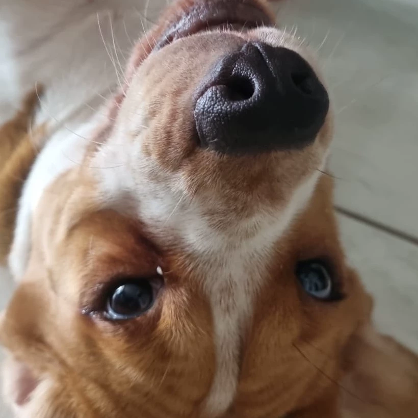 Chico