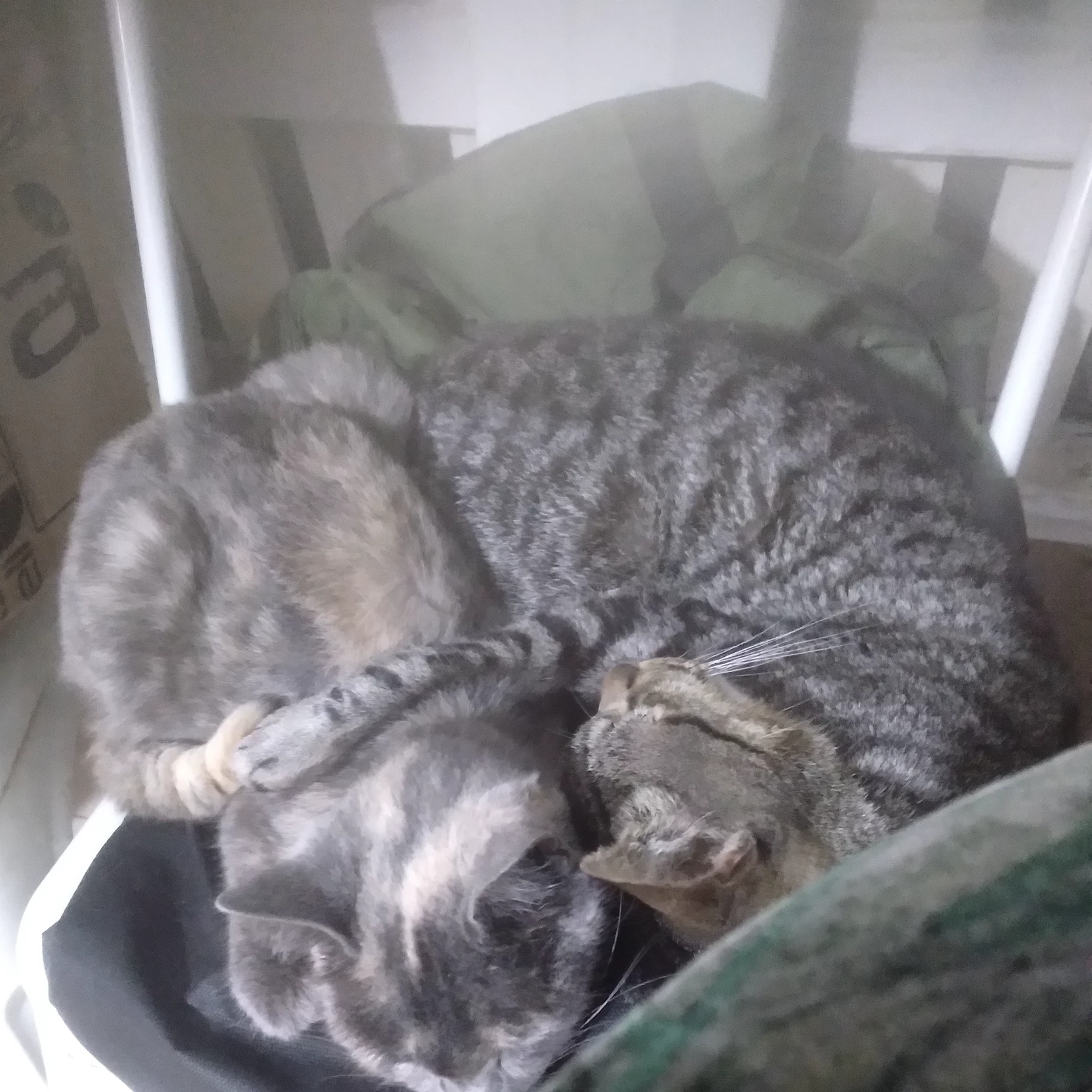 gatox