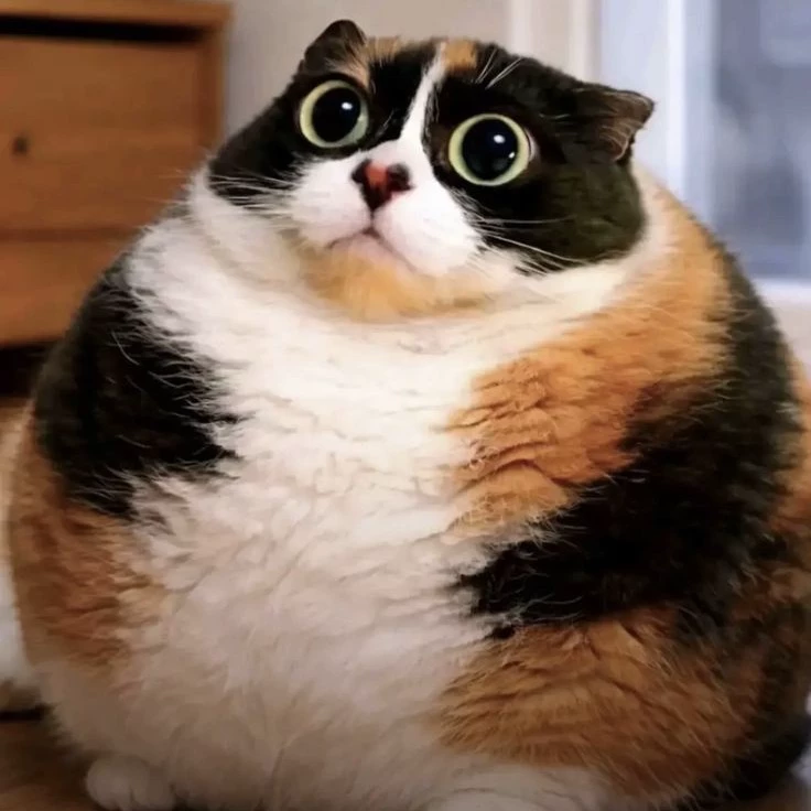 Котость