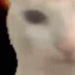 gato
