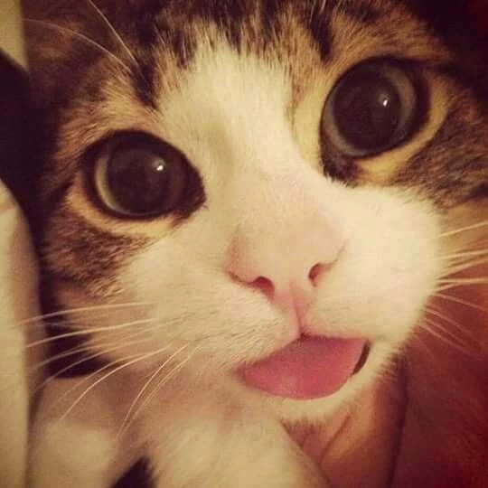 Nika