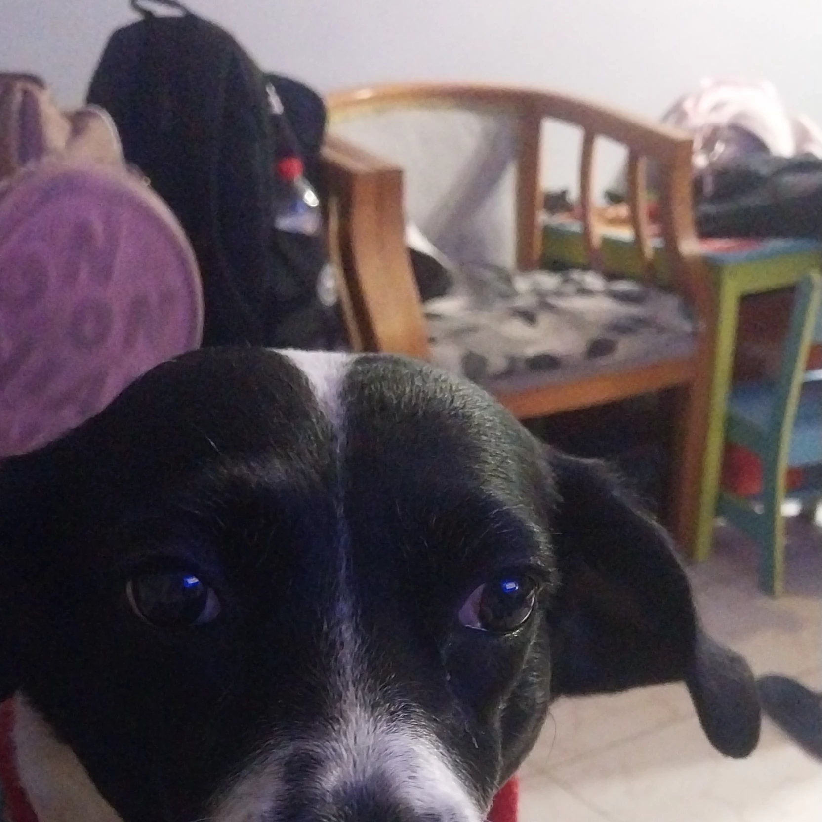 Titi