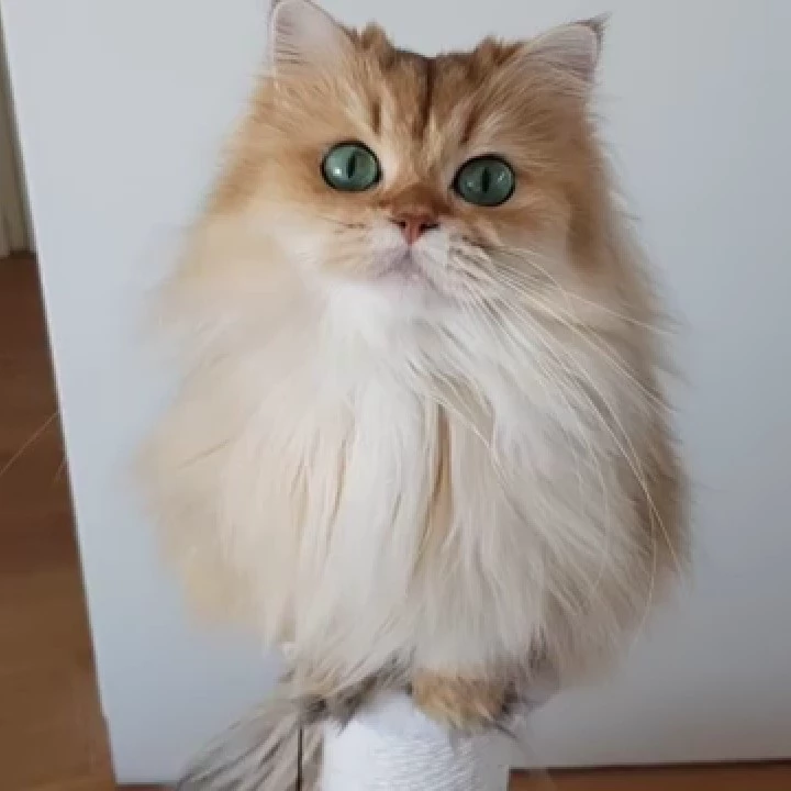 Sophia