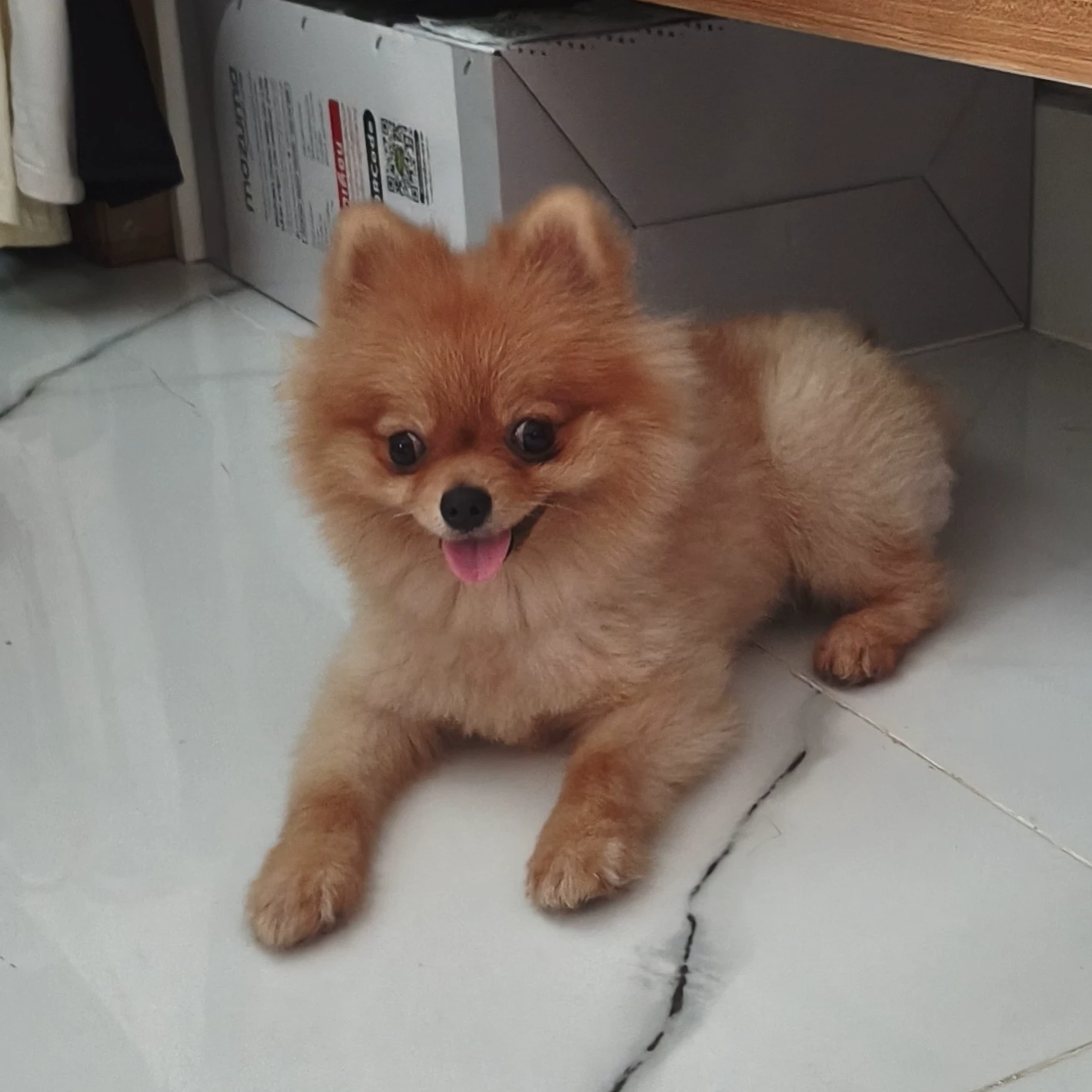 Kani