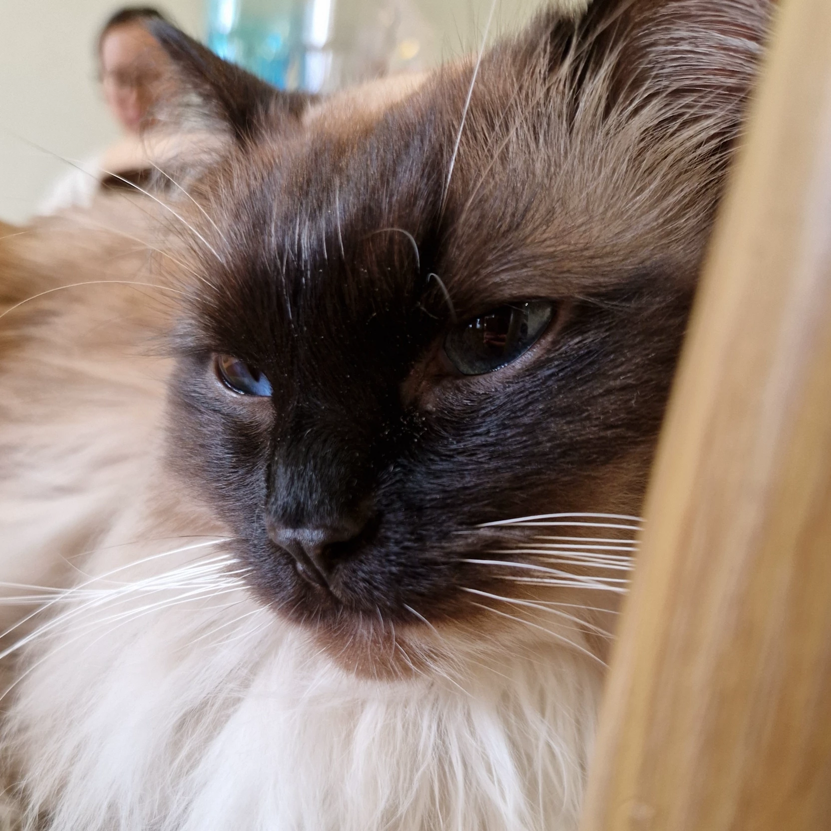 Frankie 