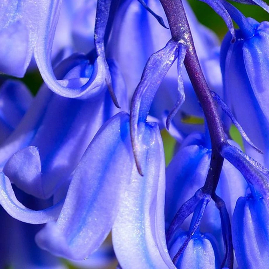 Blue bellflower 
