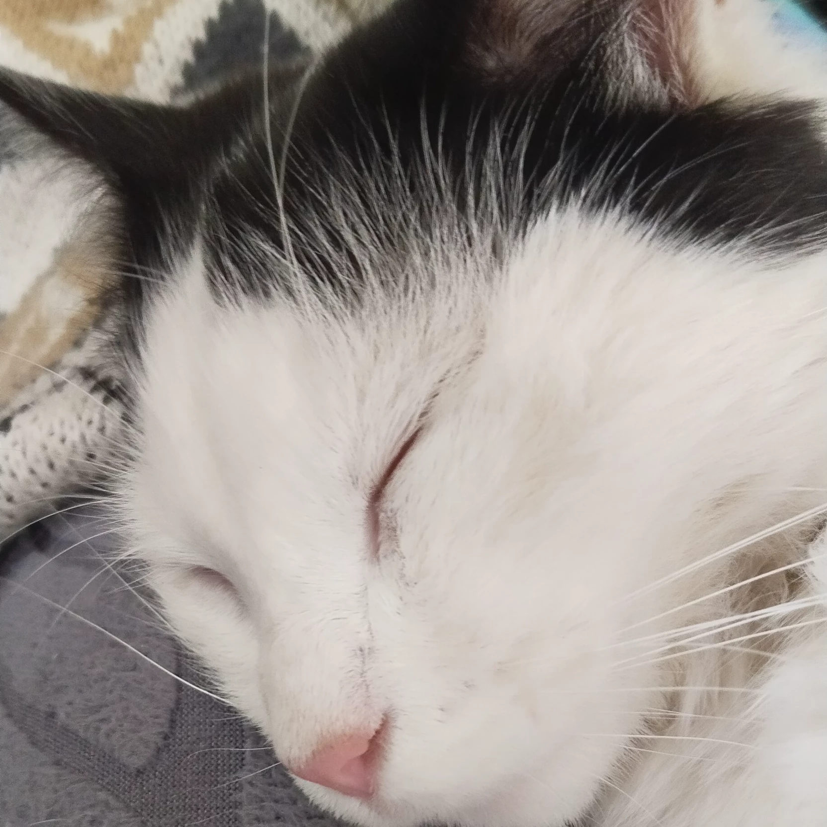 Kami