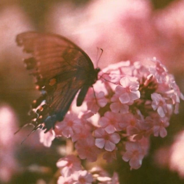 PetuniaAliciaRose 