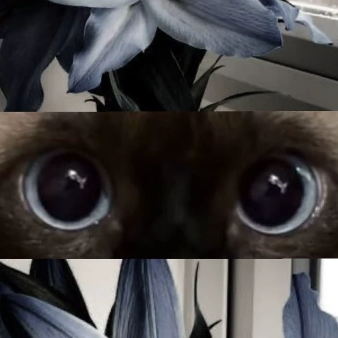 Мяу