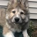 Thesmallandfragilewolf