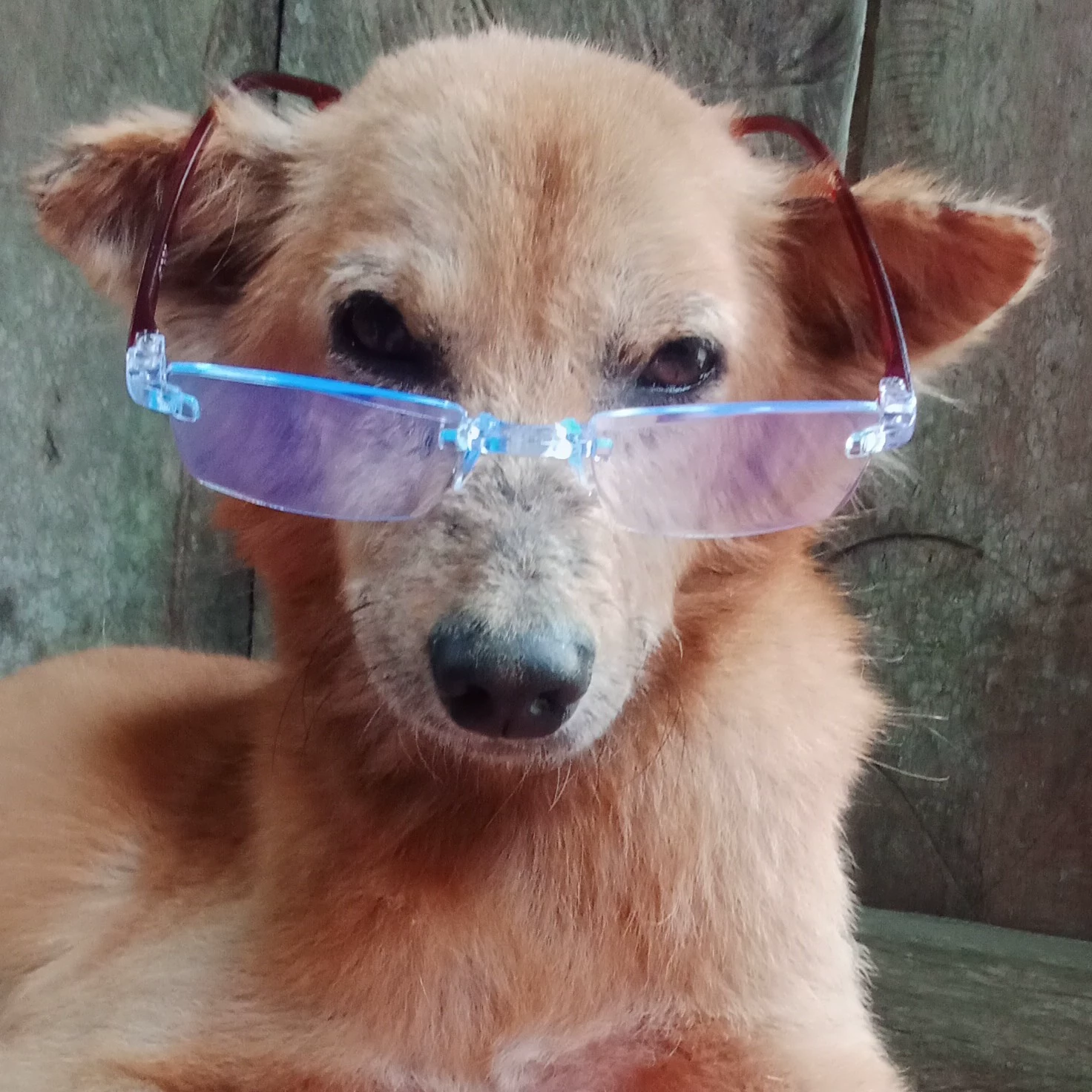 Dee