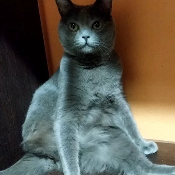 Isabella