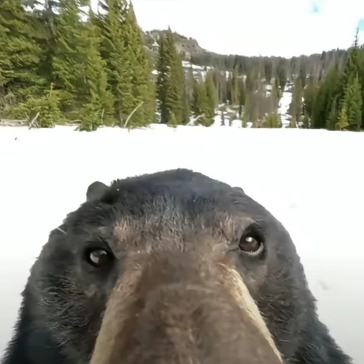 Urso pardo