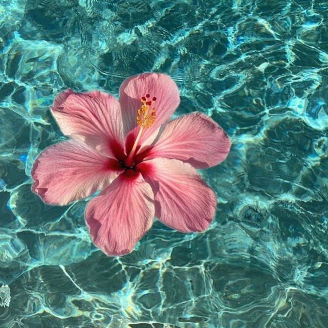 Lily