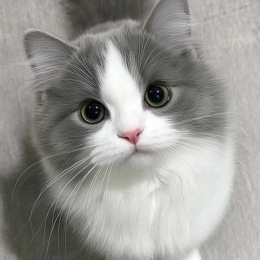 Meow Meow 