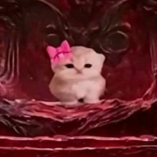 Kitty_bots