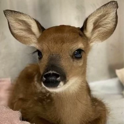 Fawn (Unnamed) thumbnail
