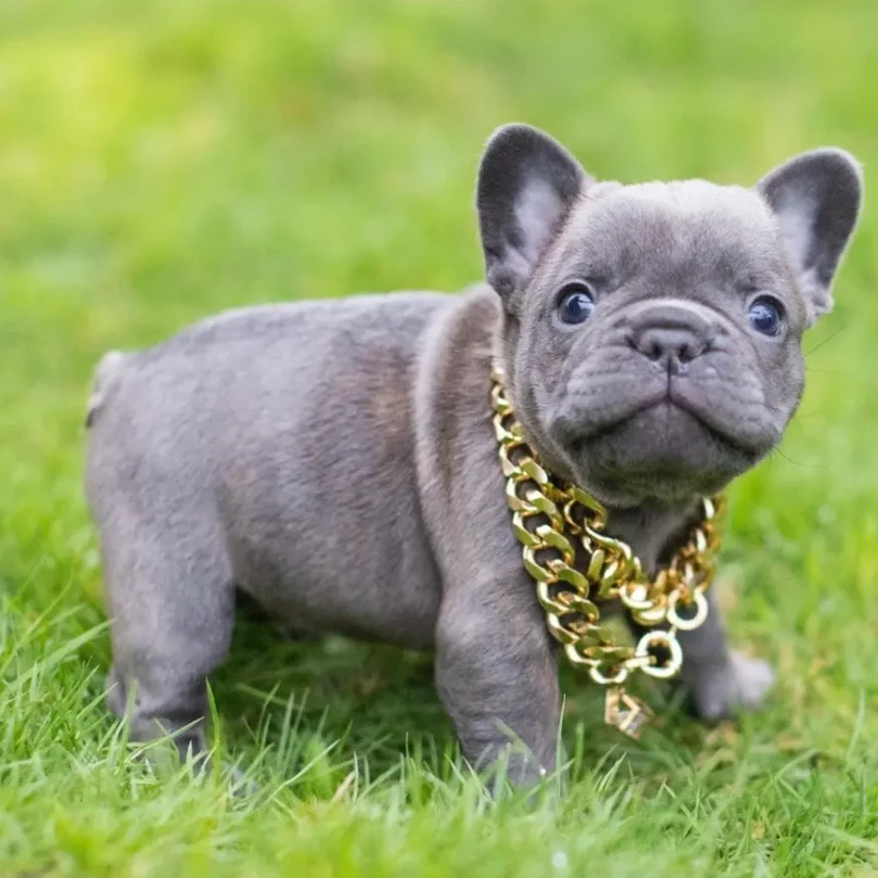 Lil pugger