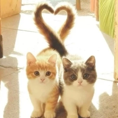 Love between cats thumbnail
