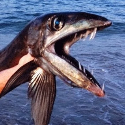 Fish lol