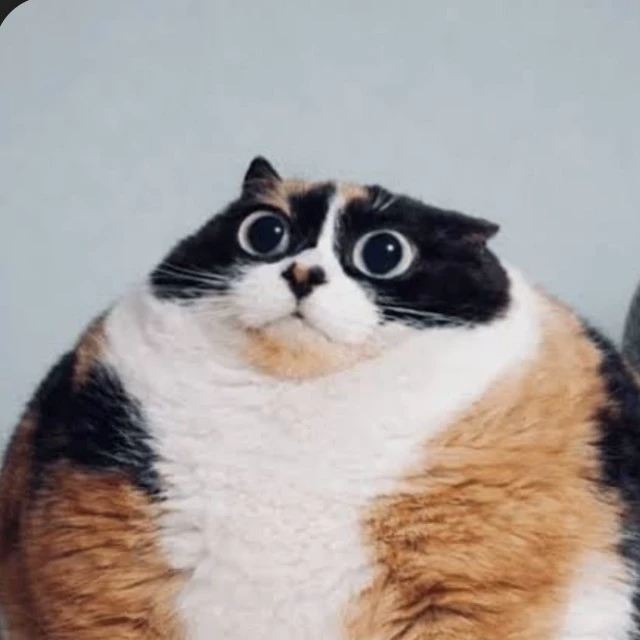 Kotost