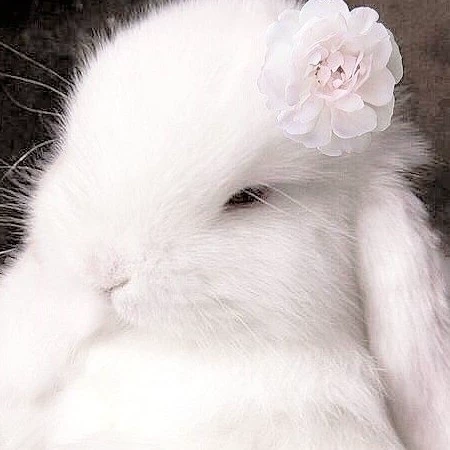 ✨️💗𝓐𝓷𝓰𝓮𝓵𝓪 𝓻𝓸𝓼𝓮💗✨️