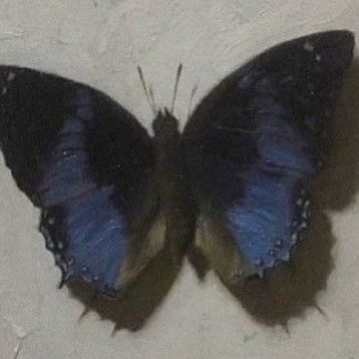 هاجينا