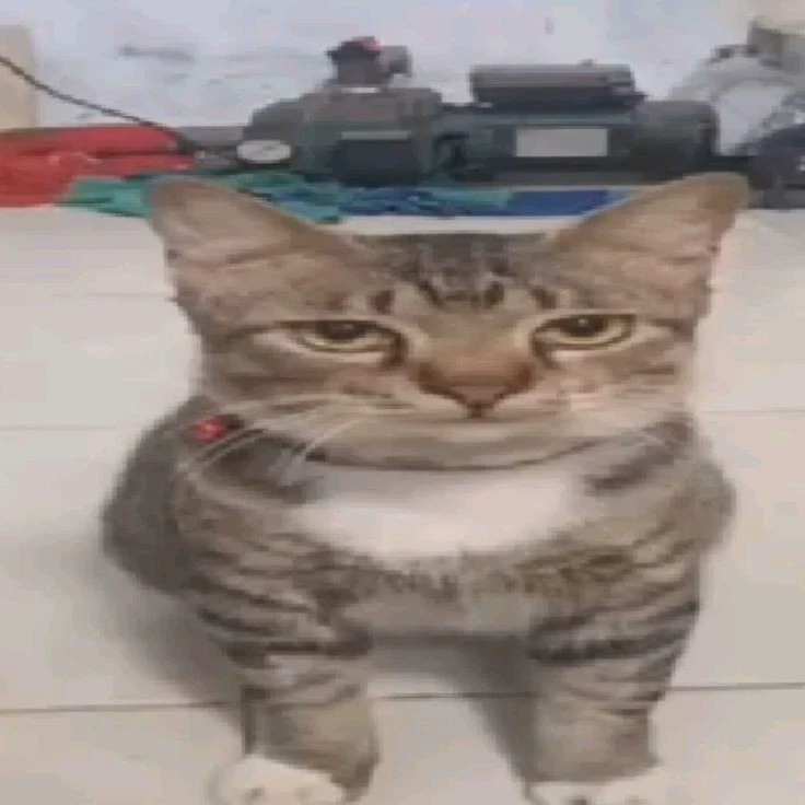 Folmystrape