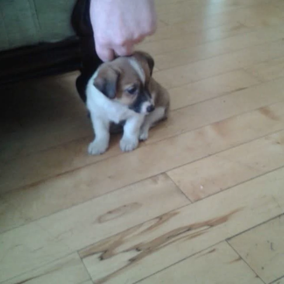 Max Attack 