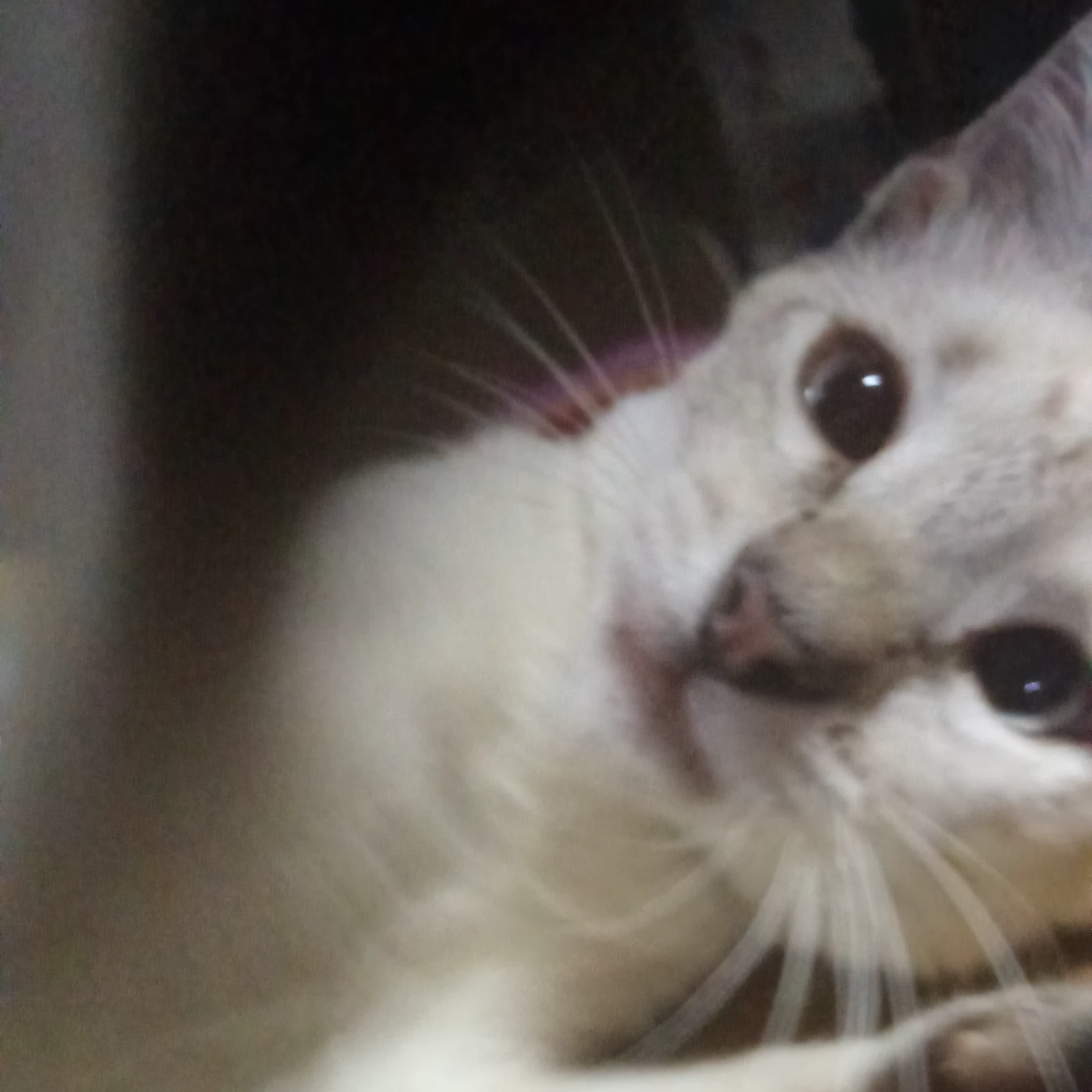 Kami