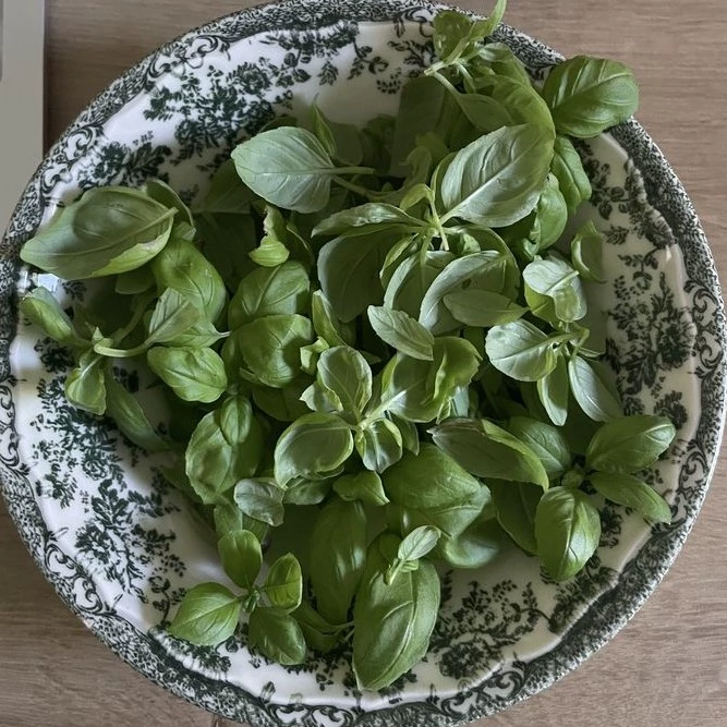 Basil