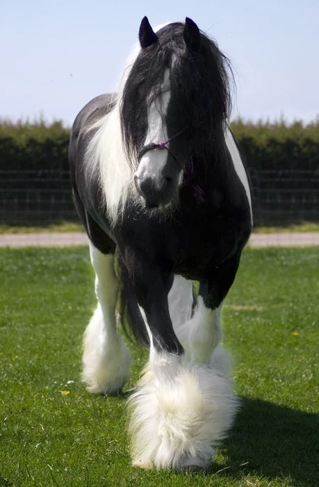 Friesian horse ~Any name~ thumbnail