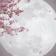 Xie