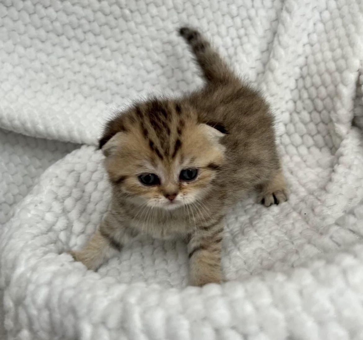 Kitten, Andrey and Oleg // thumbnail
