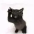 nigga cat