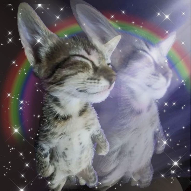 Kin