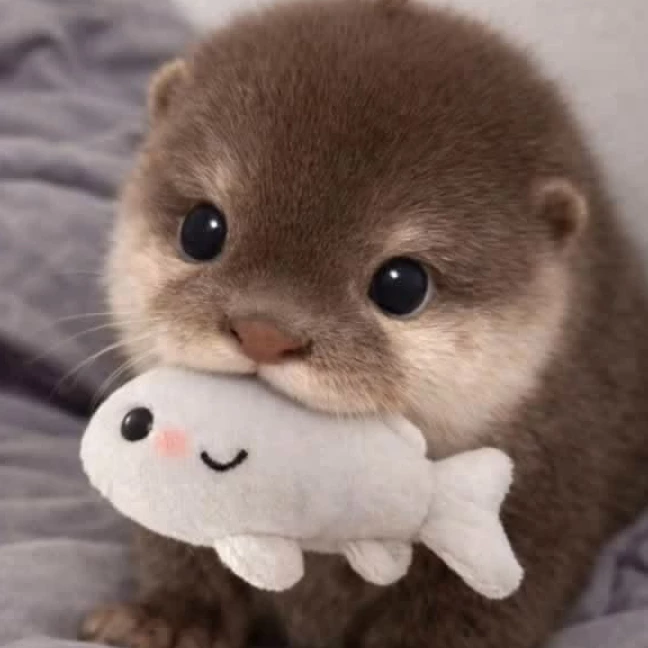 Teddy 