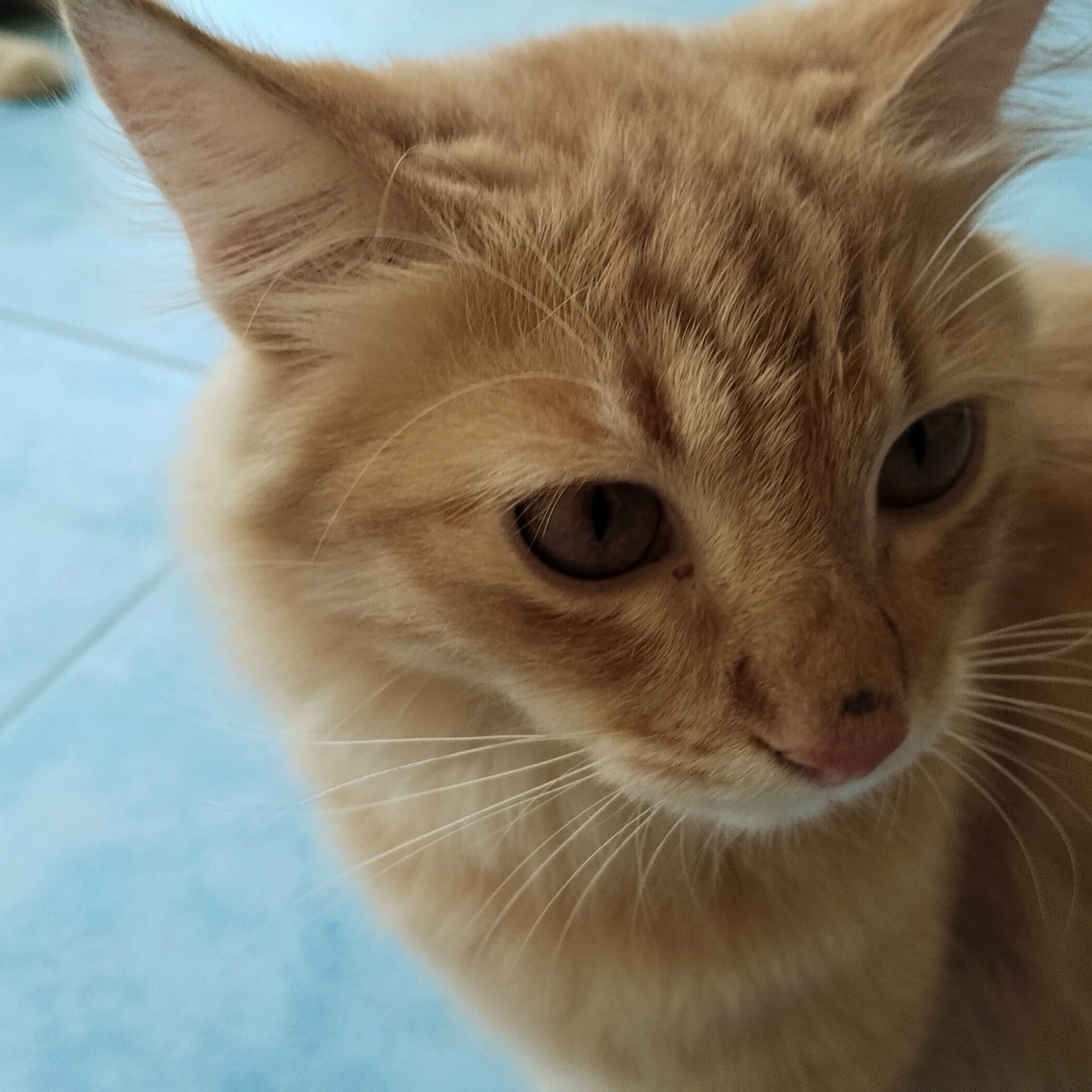 🐾😺kitty🐾😺