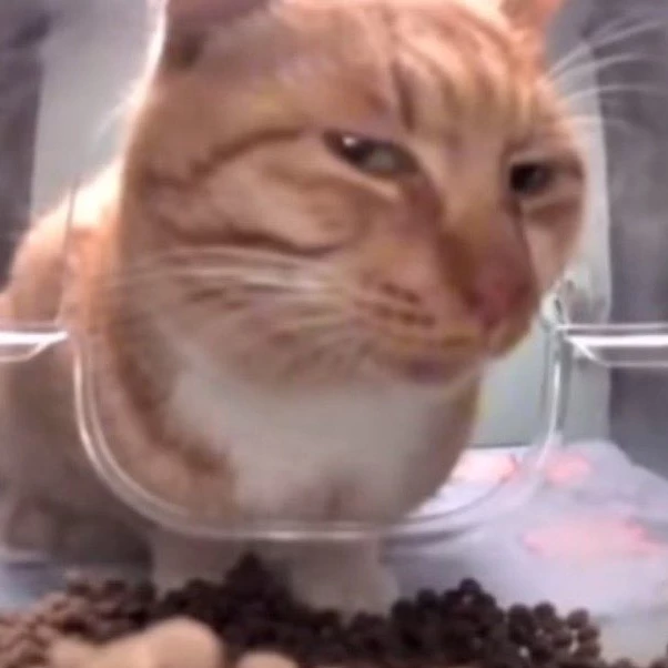 MrFreshCat